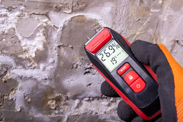 Best Mold Removal Company Near Me  in Terry, MS