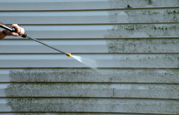 Best Black Mold Removal  in Terry, MS