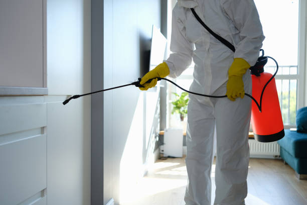 Reliable Terry, MS Mold Removal Solutions