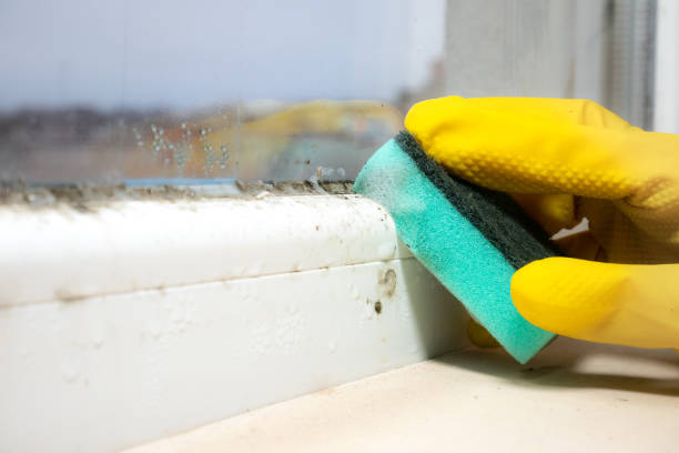 Best Certified Mold Removal  in Terry, MS