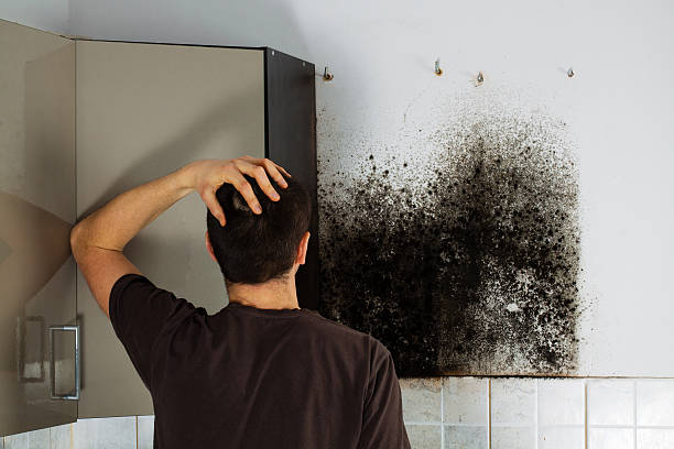 Best Residential Mold Removal  in Terry, MS